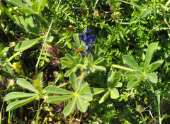 Lupinus micranthus
