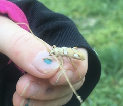 Eburia quadrigeminata