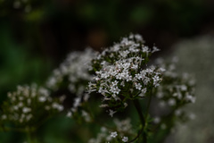 Valeriana acutiloba