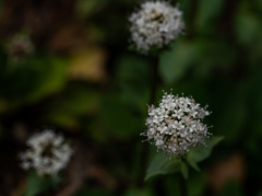 Valeriana acutiloba