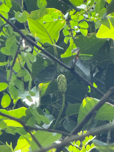 Magnolia portoricensis