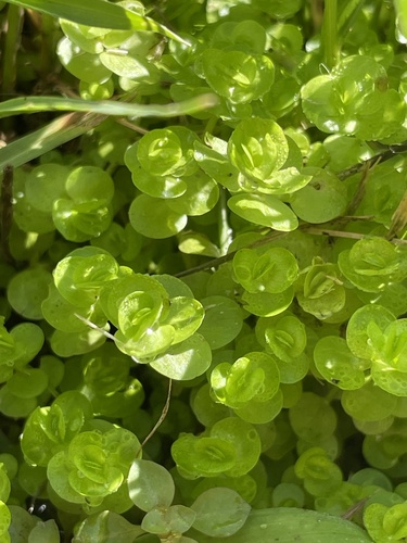 Micranthemum umbrosum