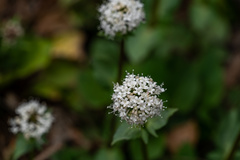 Valeriana acutiloba
