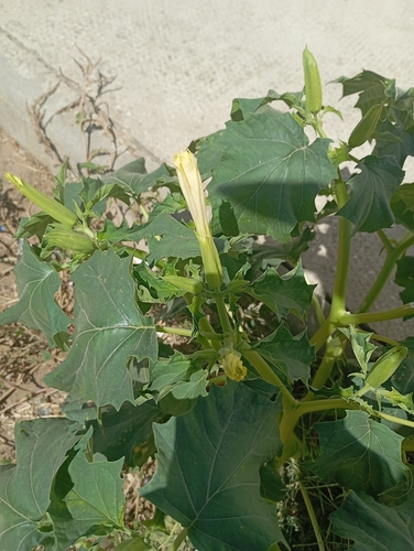 jimsonweed