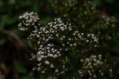 Valeriana acutiloba