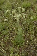 Hymenopappus