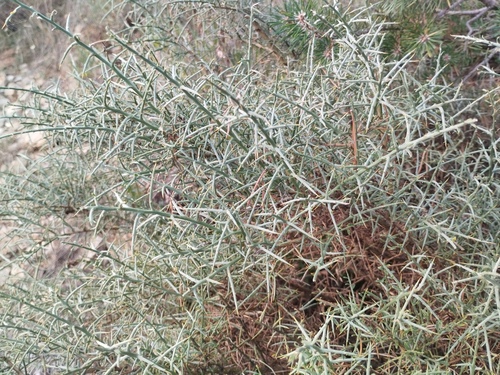 Genista scorpius