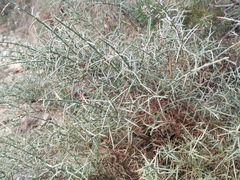 Genista scorpius