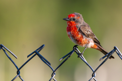 Vermilion Flycatcher