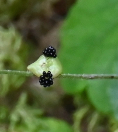 Mitella nuda, photograph 6