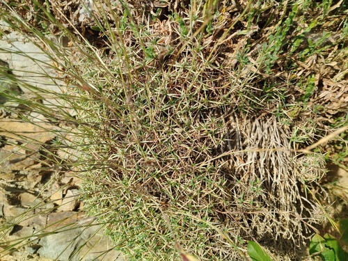 Dianthus pyrenaicus