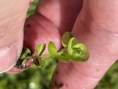 Micranthemum umbrosum, photograph (c) James Hardee, some rights reserved (CC BY)