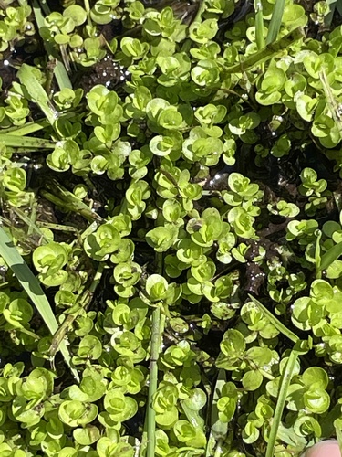 Micranthemum umbrosum, photograph 3