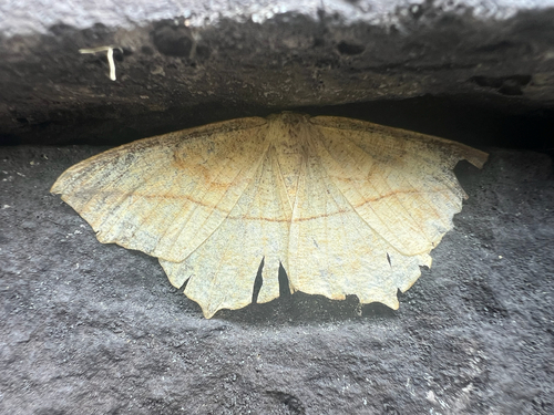 Large Maple Spanworm Moth