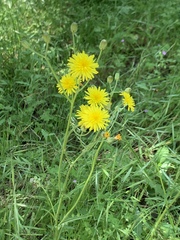 Crepis biennis
