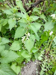 Lamium album