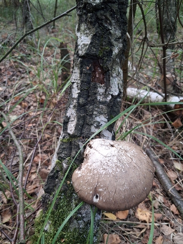 birch polypore