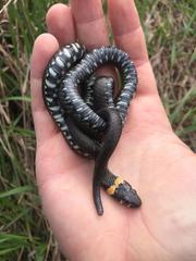 Natrix natrix