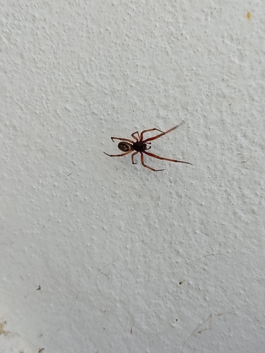Noble False Widow