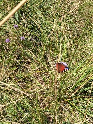 European Peacock Butterfly