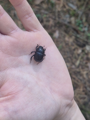 Woodland Dor Beetle