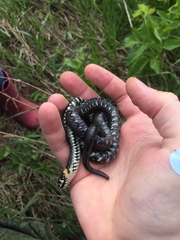 Natrix natrix