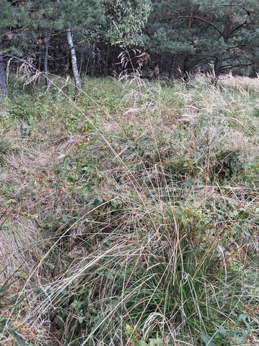 tufted hair grass