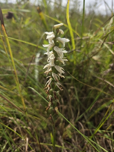 Great Plains Ladies' Tresses