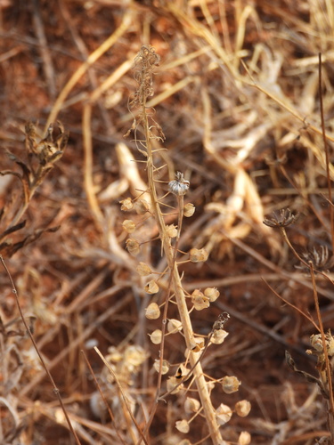 Muscari comosum, photograph 1