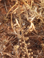 Muscari comosum, photograph (c) Duarte Frade, some rights reserved (CC BY)
