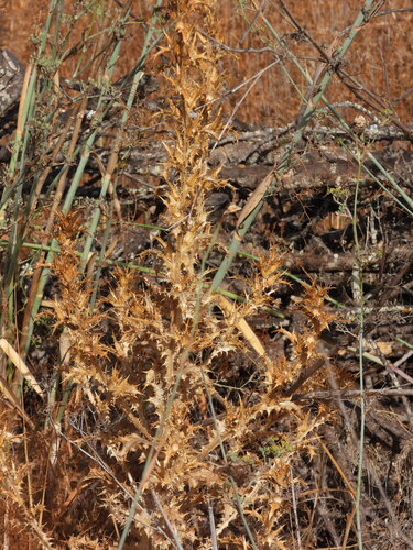 Scolymus hispanicus, photograph 2