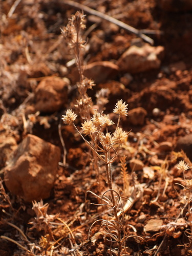 Plantago afra, photograph 1