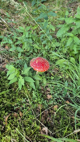 Fly Agaric