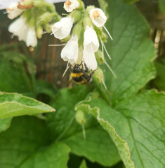 Bombus