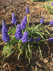 Muscari botryoides