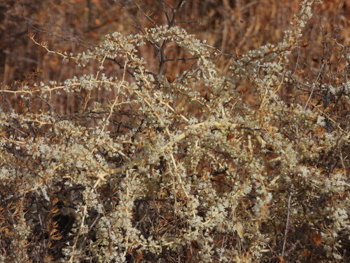 Asparagus albus