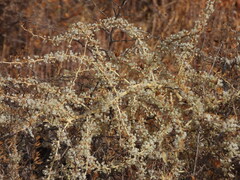 Asparagus albus