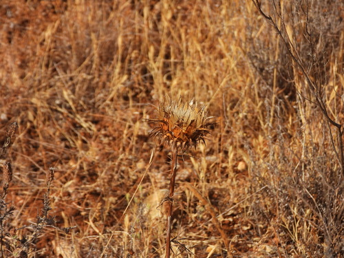 Cynara humilis, photograph 2