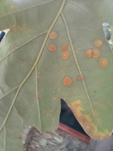 Common Spangle Gall Wasp