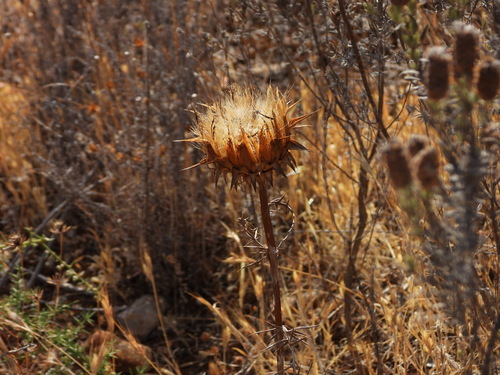 Cynara humilis, photograph 1