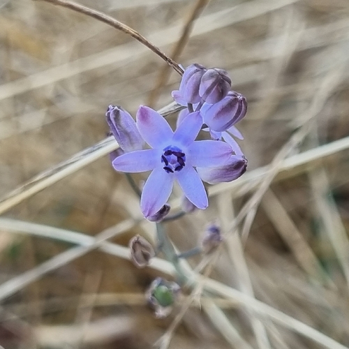 Autumn Squill