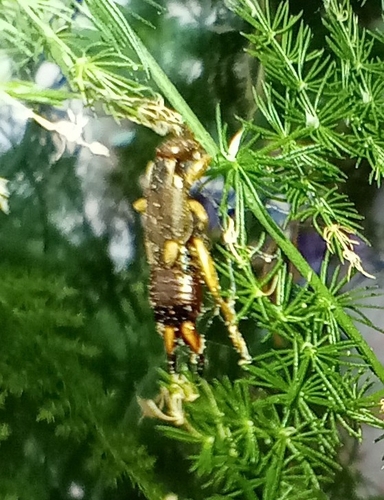 Western Earwig