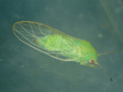 Cacopsylla peregrina