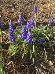Muscari botryoides