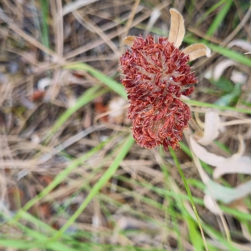alpine zigzag clover