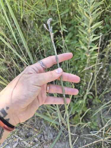 rough horsetail
