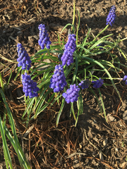 Muscari botryoides
