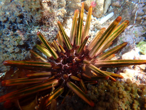 Heterocentrotus trigonarius observed 2026-09-05