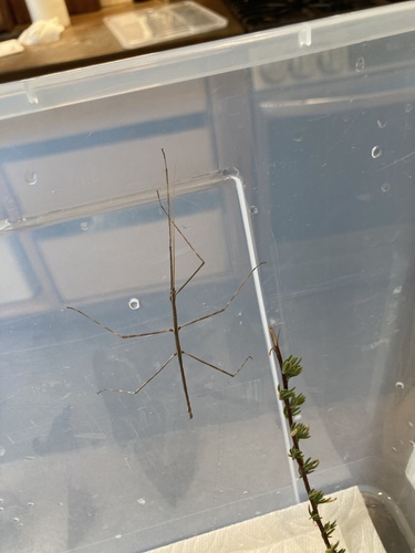 Gray Walkingstick