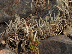 Phlomis lychnitis